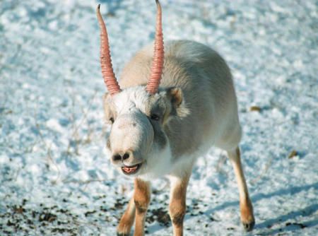 Горный сайгак (Saiga Antelope)